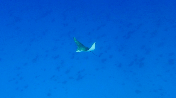 24/08/12　反動が怖いです・・・笑　慶良間、沖縄本島