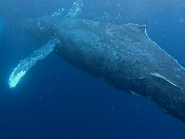 25/01/19　いよいよホエールスイムへ！　沖縄本島